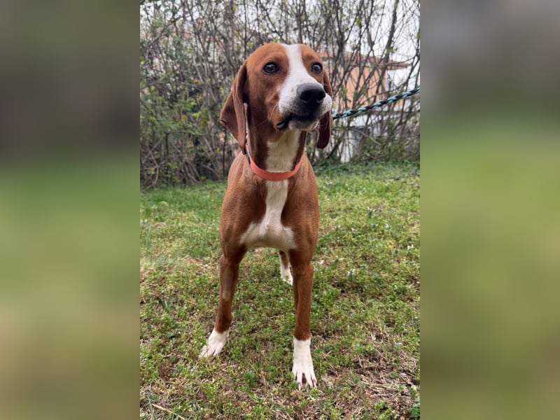 Linda ❤️ fröhliche, sanfte junge Hündin!