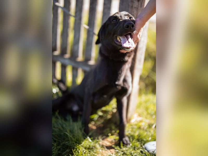 DIEGO❤️sozialer, menschenbezogener Jungspund mit fröhlichem Wesen