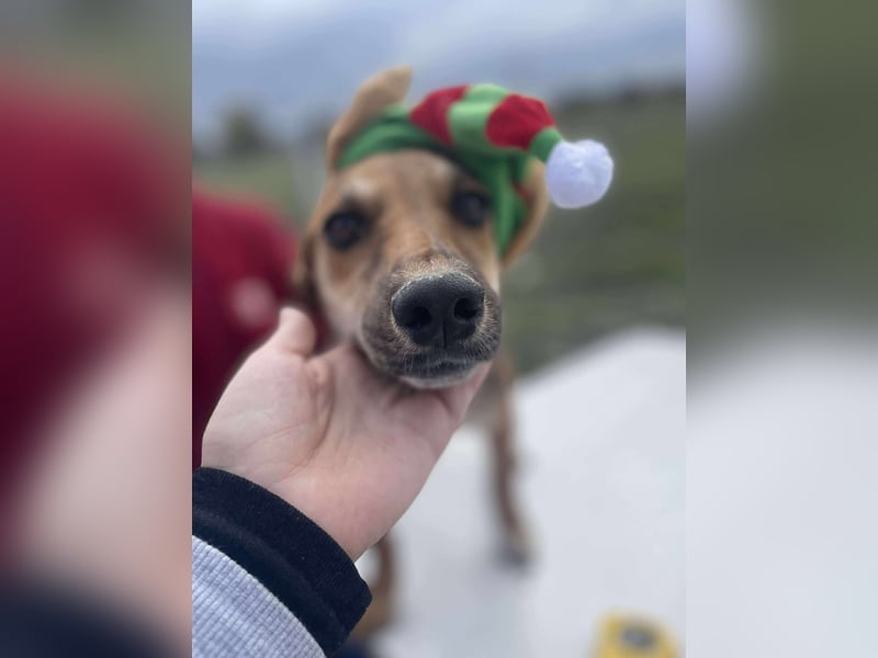 Welpenmädchen Mandy