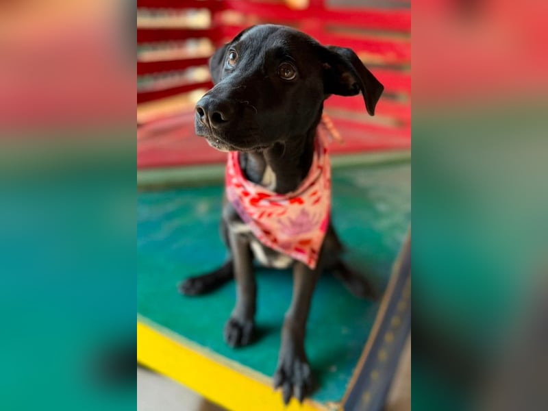 süße YOKO❤️charmante, liebe Knutschkugel sucht ihr Für-Immer-Körbchen