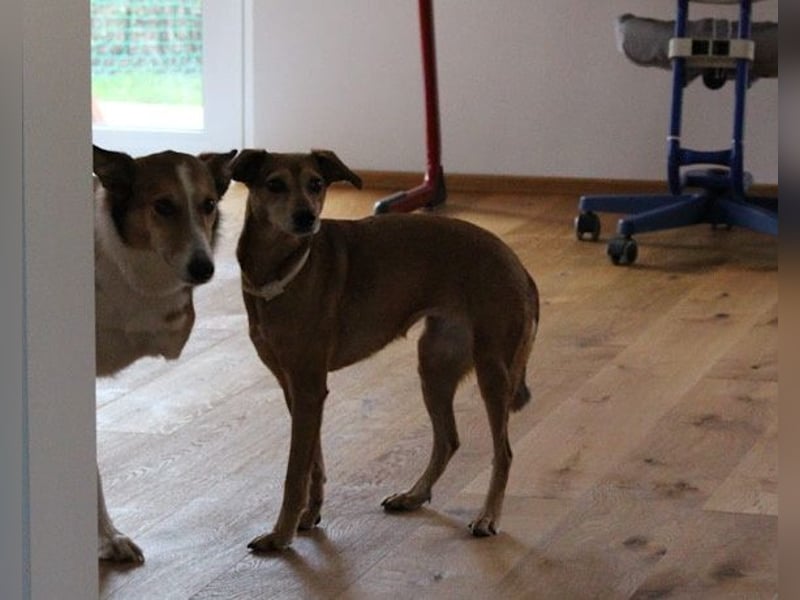 Notfellchen-Mathilda ❤ wartet in 90427 Nürnberg