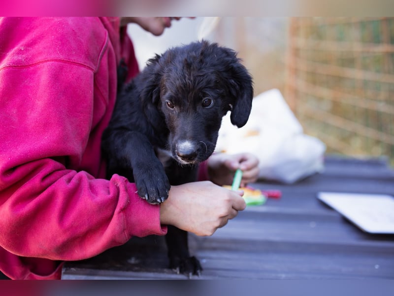 Rudi ❤️ verspielter, lieber Welpenbub! Rudi ❤️ verspielter, lieber Welpenbub!