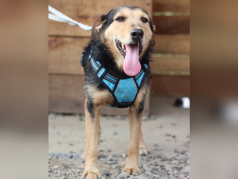 Good-older-Boy Babaluji ❤️ treuer und ehrlichster Fellfreund auf Lebenszeit Good-older-Boy Babaluji ❤️ treuer und ehrlichster Fellfreund auf Lebenszeit