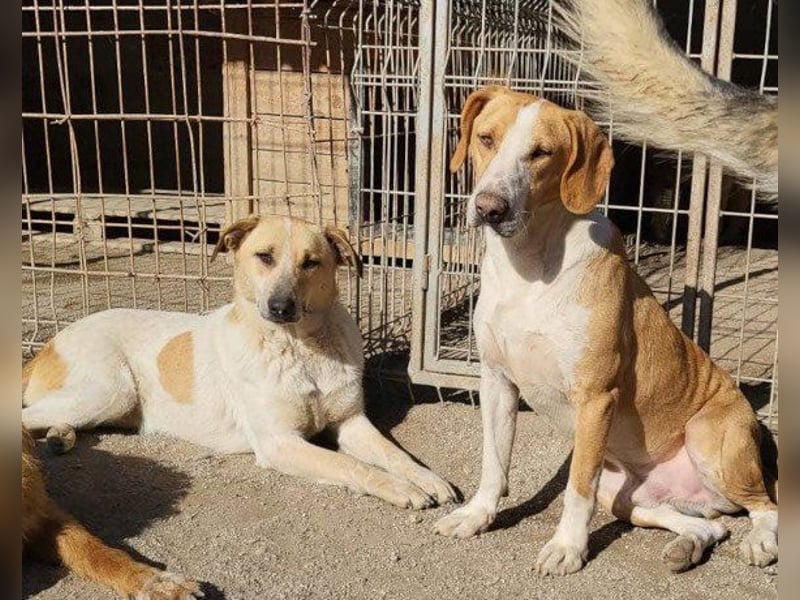 Liebe Nala möchte bei dir einziehen ❤