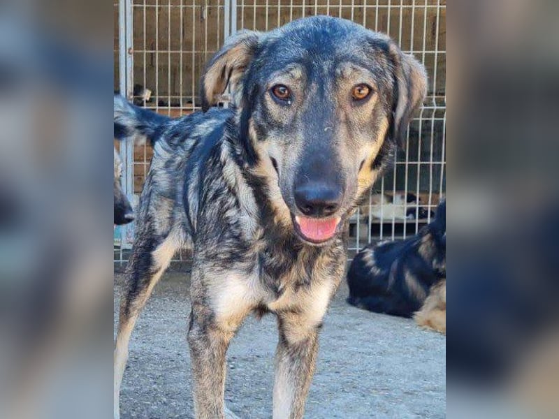 Mili-HSH-Rüde: braucht Liebe & Vertrauen