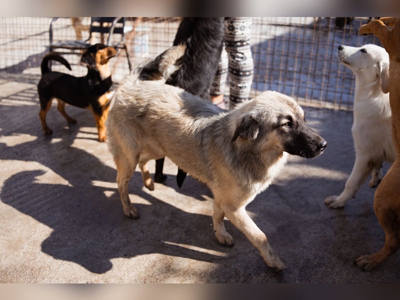 Suki ❤️ Süßes + liebes Hundemädchen!