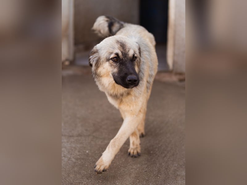 Suki ❤️ Süßes + liebes Hundemädchen sucht liebevolles Zuhause!