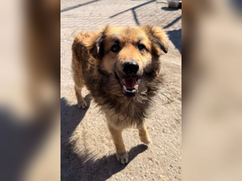 Ben ❤️ schmusiger, schüchterner Hundebub