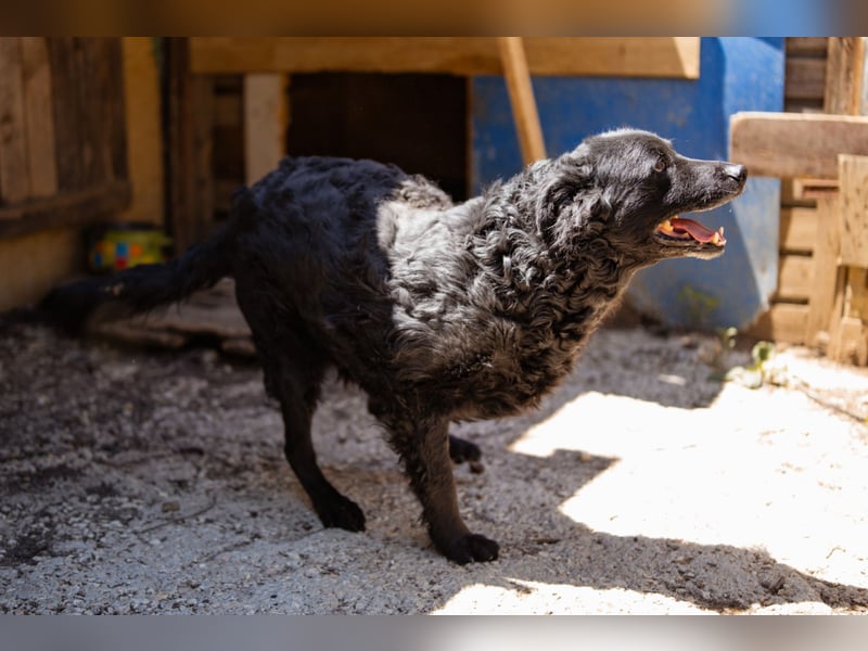 Nox ❤️ liebevoller Kämpfer auf 3-Beinen