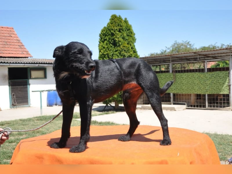 LEMMY❤️harmonischer, treuer Begleiter sucht sein Happy End