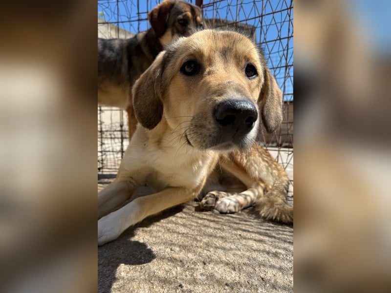 Klausi ❤️ sanft, sensibel + sucht Halt & Liebe