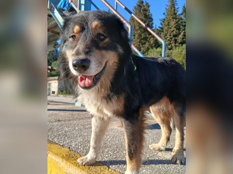 Max ❤️ rundum lieber Familienhund!