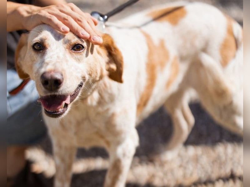 Lucy ❤️ liebe + gutmütige Zuckerschnute