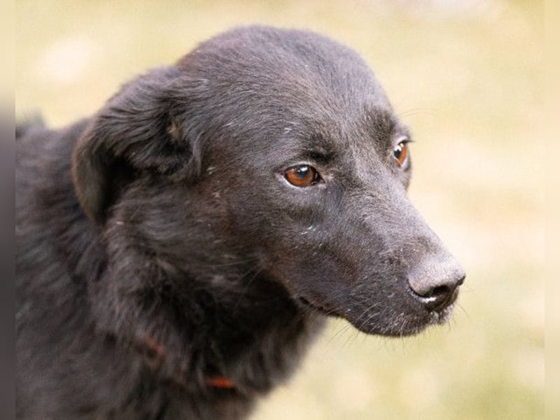 CHUNA❤️freundliche, neugierige & absolut liebenswerte Schmusepfote