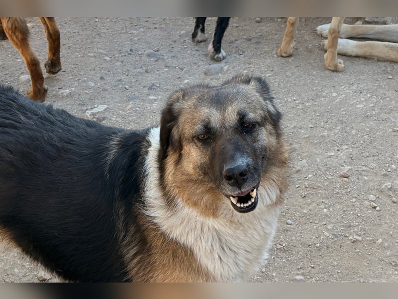 KORA❤️sanfte Seele sucht sehnsüchtig ein liebevolles Zuhause & Geborgenheit