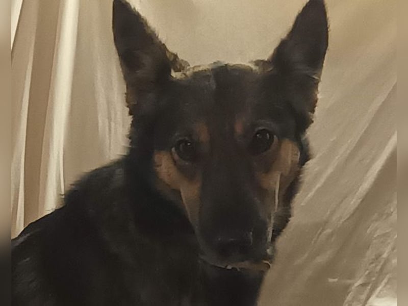 Fibi ❤️ sanfte Fellnase mit Charakter! Fibi ❤️ sanfte Fellnase mit Charakter!