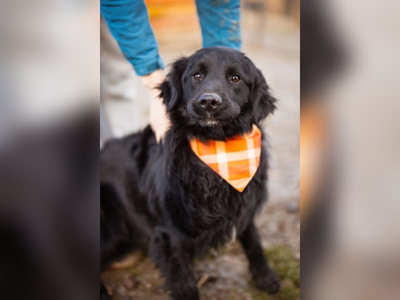 MIKE❤️Gute-Laune-Retriever-Mix sucht sein Glück