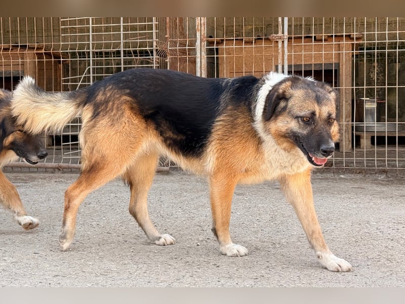 KORA❤️sanfte Seele sucht sehnsüchtig ein liebevolles Zuhause & Geborgenheit