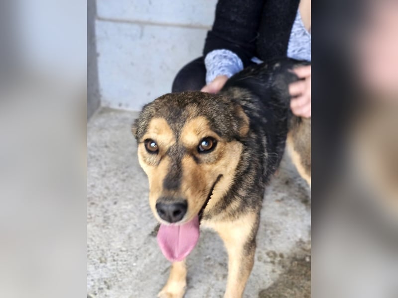 freundliche, liebevolle Mix-Hundedame Lizzy