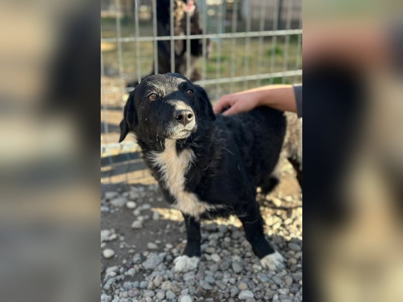 BOBI❤️sanfter, liebevoller & treuer Schatz sucht ein Zuhause voller Liebe!