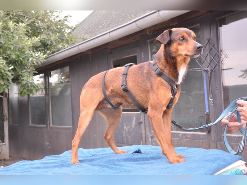 Lieber ♥Amon♥ sozialer, neugieriger Rüde