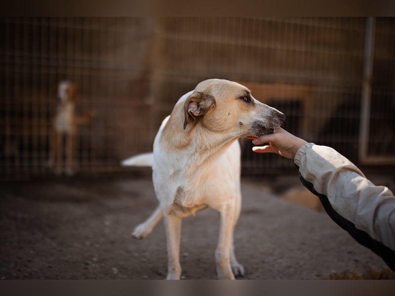 Liebe Nala möchte bei dir einziehen