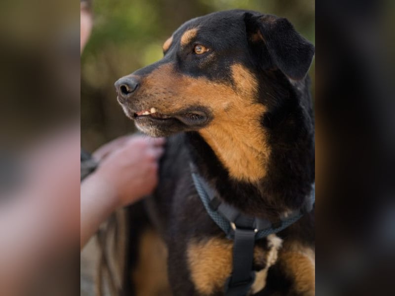 Mico ❤️ aufgeschlossen & verkuschelt!