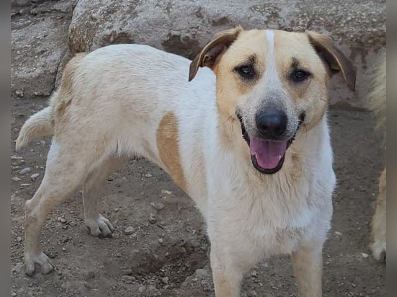 Liebe Nala möchte bei dir einziehen