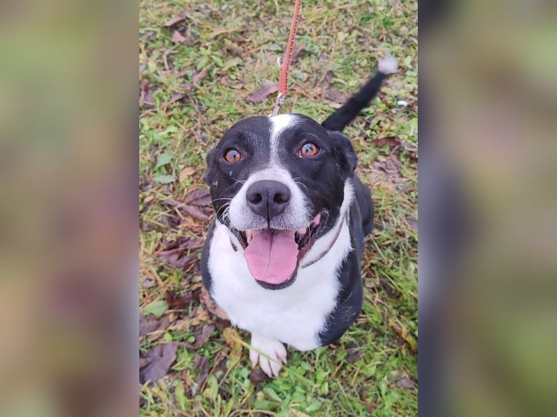 Betty ❤️ verschmuste & anhängliche Hundedame