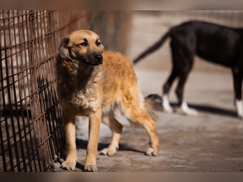 Ben ❤️ schmusiger, schüchterner Hundebub