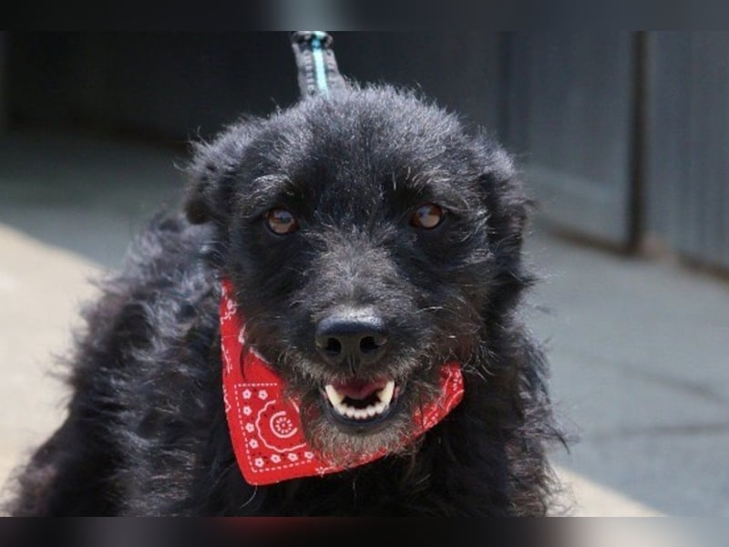 Sanfte ♥Arca♥ sucht Schutz & Liebe so verdient