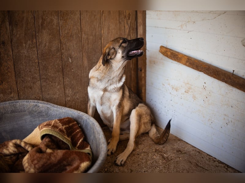 COCO❤️verspielt, sanft und voller Vertrauen: ein Herz für Groß und Klein!