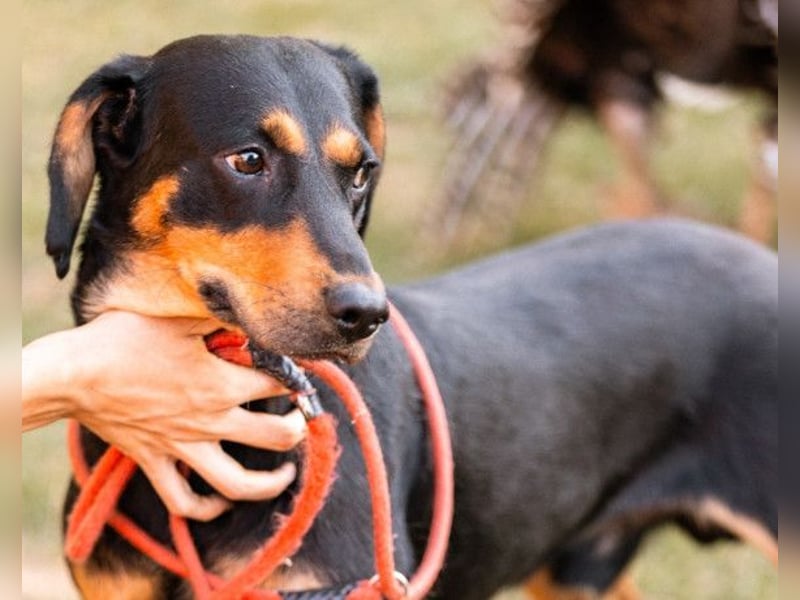 Lieber Bliss ❤️ sucht sein neues Zuhause