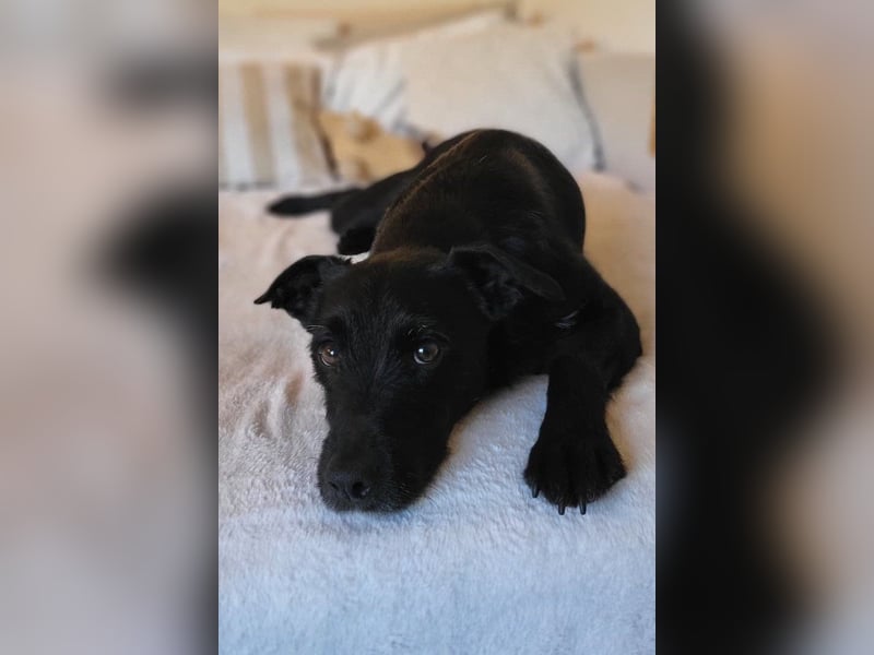 LEMMY❤️in 21075 Hamburg: ein harmonischer, treuer Begleiter sucht sein Happy End