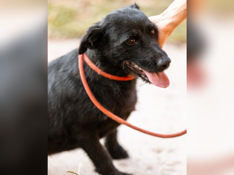 Traumhündin Ebony ❤️ verträglich, lieb, offen!