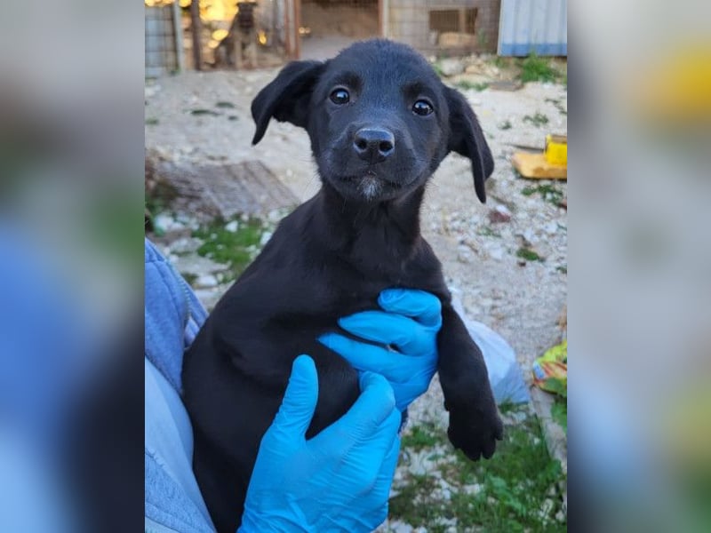 Ljubavi ❤️ junger, lebensfroher Hundebub