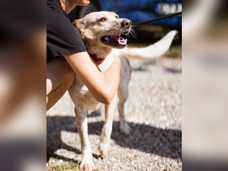 Lucy ❤️ liebe + gutmütige Zuckerschnute