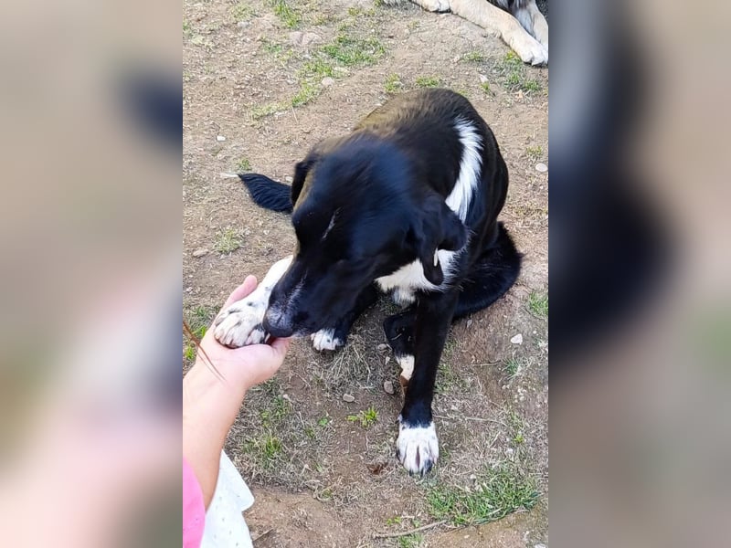 Lieber ♥ Yuri ♥ liebenswerter verträglicher Rüde ♥