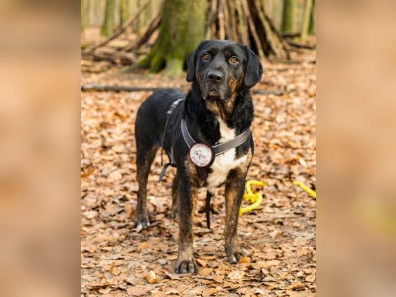 Leo ❤️ wartet in 84524 Neuötting