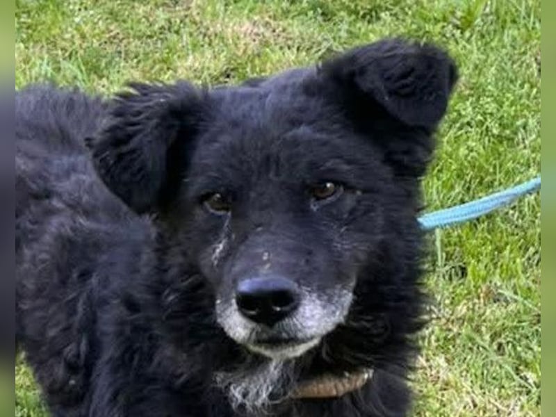 BIMAL❤️lieber, ruhiger und katzenverträglicher Familienhund