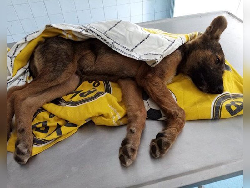 Liebevolles Fellnäschen Bebo -  liebt jeden, ob Mensch, Hund oder Katze