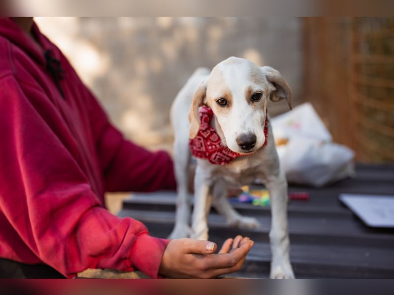 Leni ❤️ zuckersüßes, junges Hundemädchen Leni ❤️ zuckersüßes, junges Hundemädchen