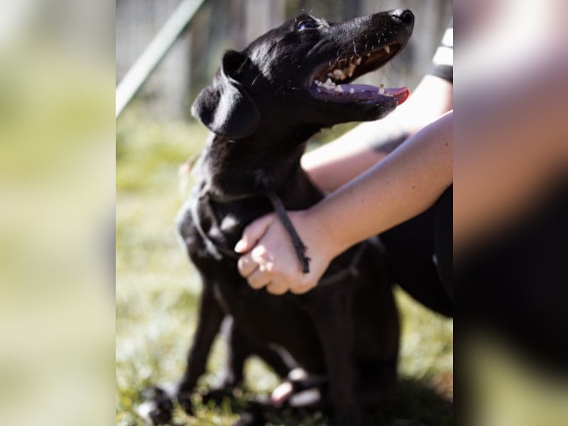 DIEGO❤️sozialer, menschenbezogener Jungspund mit fröhlichem Wesen