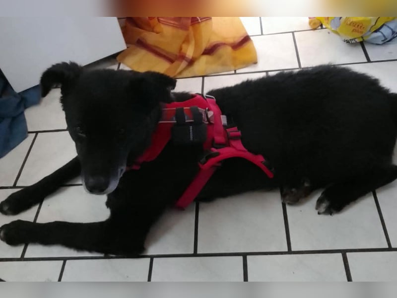 BIMAL❤️lieber, sozialer, katzenverträglicher Familienhund wartet schon in 67753 Aschbach