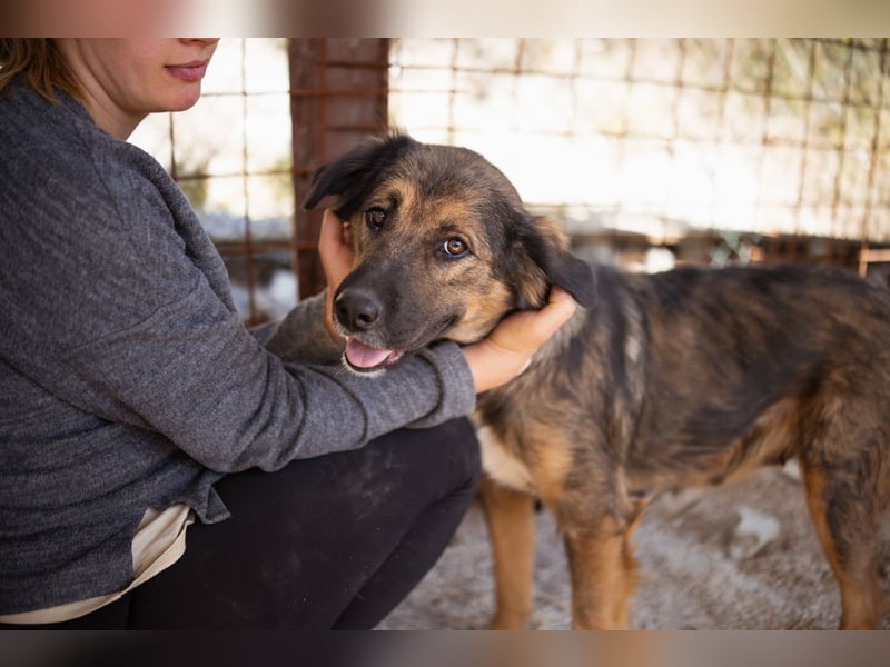 Jacky ❤️ junge Traumhündin sucht Zuhause