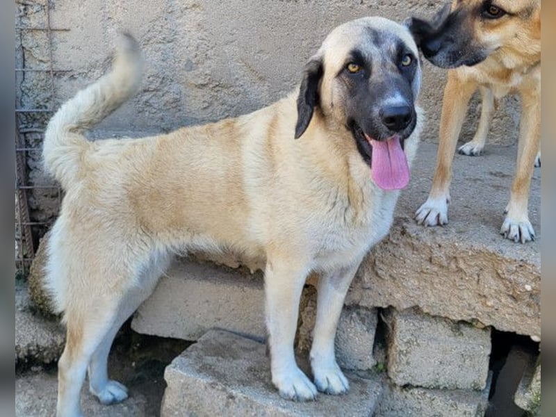 Sofia ♥️ liebe und aktive HSH-Mix-Junghündin