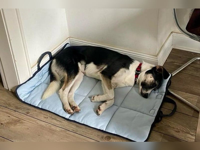 ♥ Smila ♥ kinder- und katzenliebe Hündin erwartet euch bereits in 22529 Hamburg