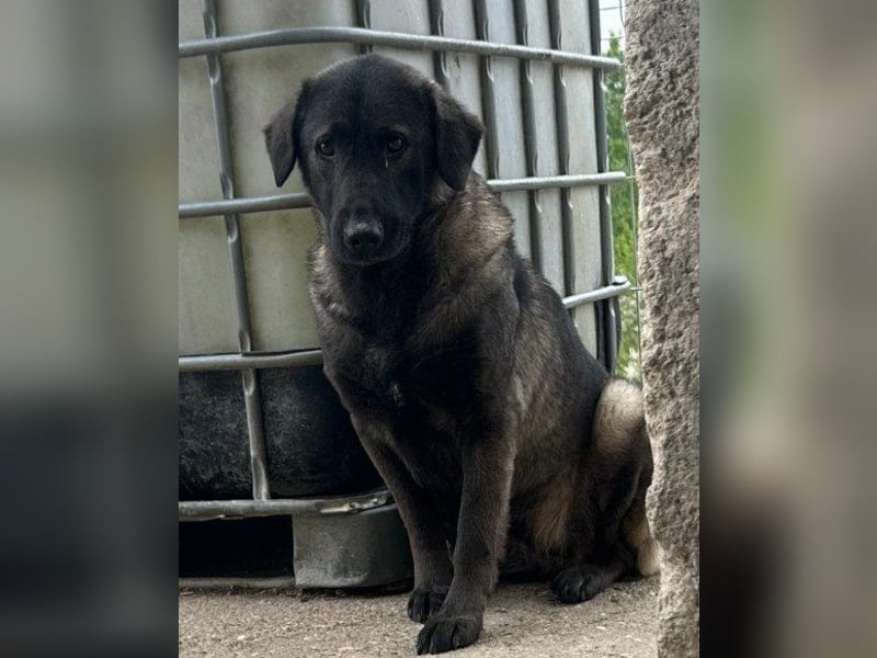 Viva - schüchtern und liebevoll