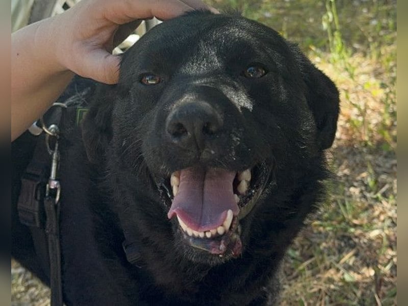 Bruce ❤️ Sanftmütig, loyal, verschmust!