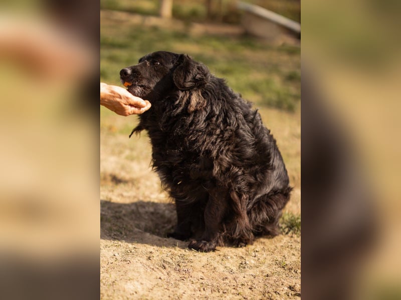 Norman - ein rundum toller Rüde